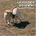 Labrador Retrievers 2009 Wall Calendar