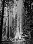 Trees & Flowers - Insects & Animals