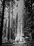 Man Ray: Trees + Flowers - Insects Animals