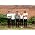 Miniaturansicht von Shout Out Louds