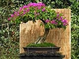 Bonsai Bouganvillea - 36