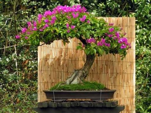 Bonsai Bouganvillea - 36