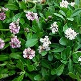 ���i�̏ڍ�