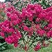 Tonto Crape Myrtle ~STUNNING RED~