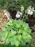 Amazon / Hirts: Perennials; Shade: Dinky Donna Hosta Perennial - Shade Lover