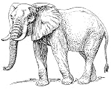 2.25 inch (58mm) Round Badge Style Keyring Line Drawing African Elephant