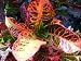 Tropical Croton Live Plant 'Bravo' 4" Pot