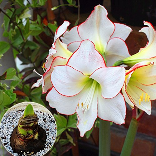 Potted Flowers White Amaryllis Bulbs,Hippeastrum Bulbs (they are not Hippeastrum seeds) - 2 Bulbs Potted Flowers White Amaryllis Bulbs,Hippeastrum Bulbs (they are not Hippeastrum seeds) - 2 Bulbs