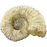 Natural Ammonite Fossil - Medium