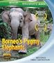 Borneo's Pygmy Elephants [Blu-ray]