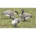 Edge by Expedite Renzos Canada Goose Decoy - 6 Pack
