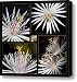 Night Blooming Cactus Flower Canvas Print / Canvas Art - Artist Kelley King