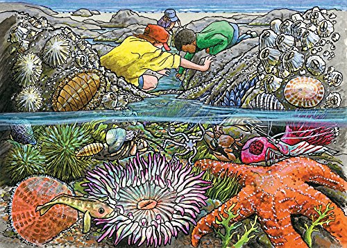 Cobble Hill Exploring the Seashore Jigsaw Puzzle, 35-Piece Tray Puzzle