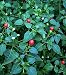 Tepin Pepper 4 Plants - HOTTEST SMALL PEPPER