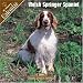 Welsh Springer Spaniel 2008 Wall Calendars