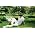 Thumbnail image of Junior Boys
