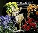 Chihuahuas, For the Love of 2010 Deluxe Wall (Multilingual Edition)