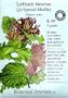 Lettuce Q's Special Medley Certified Organic Seeds 1000 Seeds