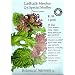 Lettuce Q's Special Medley Certified Organic Seeds 1000 Seeds