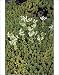 Photographic Prints of White stonecrop (Sedum album) from Science Photo Library