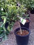 Five Gallon Dwarf Washington Navel Orange Tree