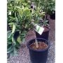 Five Gallon Dwarf Washington Navel Orange Tree