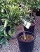 Five Gallon Dwarf Washington Navel Orange Tree