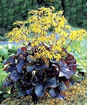 Britt Marie Crawford Ligularia - The Rocket - Sun/Shade