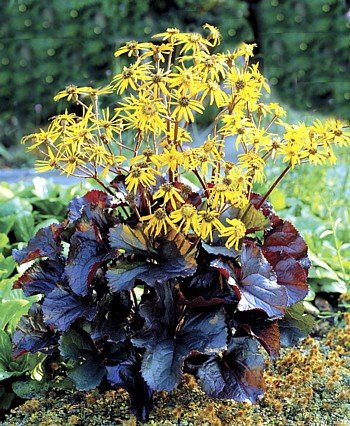 Britt Marie Crawford Ligularia - The Rocket - Sun/Shade