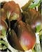 Artichoke Violetto Chioggia Seeds