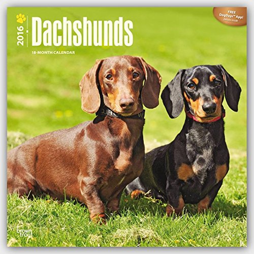 Dachshunds 2016 Square 12x12