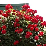 バラ苗 アンクルウォルター 国産大苗6号スリット鉢 つるバラ(CL) 四季咲き中輪 赤系