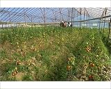 Photographic Prints of Tomatoes in large commercial greenhouse, near Kursunlu, near Antalya, Anatolia, from Robert Harding