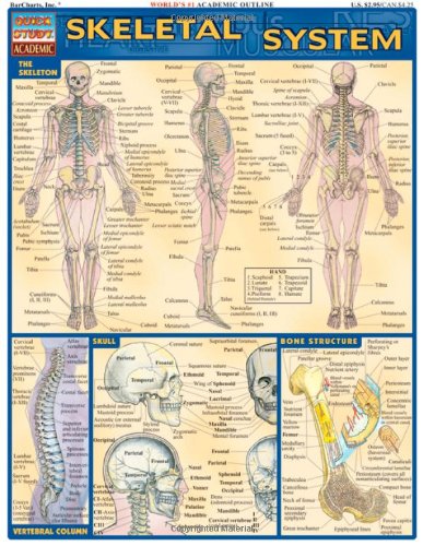 Skeletal System (Quickstudy: Academic)