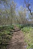Hiking Trail During Spring, River Bend Park, Virginia - Bucolic 16x20 Photographic Print by Brendan Reals