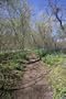 Hiking Trail During Spring, River Bend Park, Virginia - Bucolic 16x20 Photographic Print by Brendan Reals