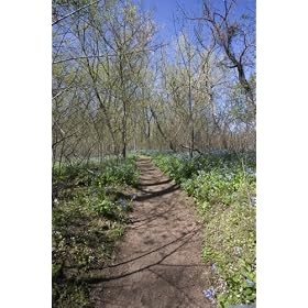 Hiking Trail During Spring, River Bend Park, Virginia - Bucolic 16x20 Photographic Print by Brendan Reals