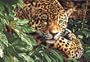 Dimensions Needlecrafts Paintworks Paint By Number, Leopard In Repose