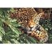 Dimensions Needlecrafts Paintworks Paint By Number, Leopard In Repose