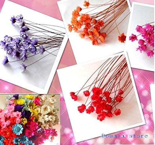 CYNDIE Wedding Flower Dry Flower Dry Daisy Starry Flower Super Tiny Dried Stem Flowers Mixed 100 mini daisy