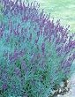 Hidcote Blue Lavender Herb - 100 Seeds