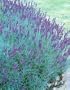 Hidcote Blue Lavender Herb 100 Seeds