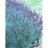 Hidcote Blue Lavender Herb 100 Seeds