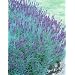 Hidcote Blue Lavender Herb 100 Seeds