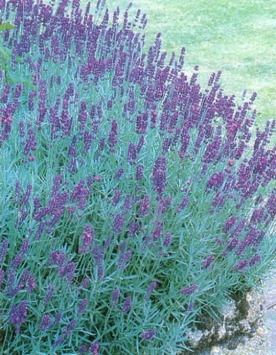 Lavender Seeds