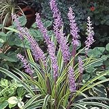マット植物：斑入りヤブランのマット25cm×25cm　6枚セット