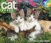 2012 Cat Fancy Year-In -A Box Calendar