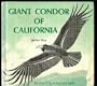 Giant condor of California