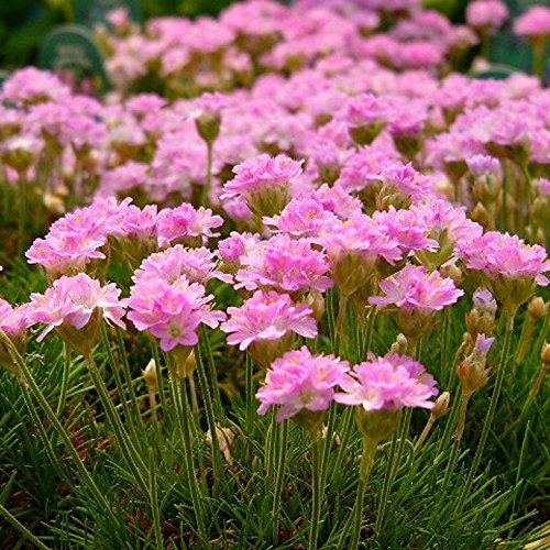 Miniature Fairy Garden Armeria juniperfolia, Thrift