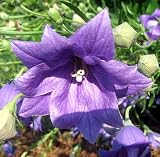 Amazon / Hirts: Perennials; Sun: Double Blue Balloon Flower - Platycodon - 4 Plants